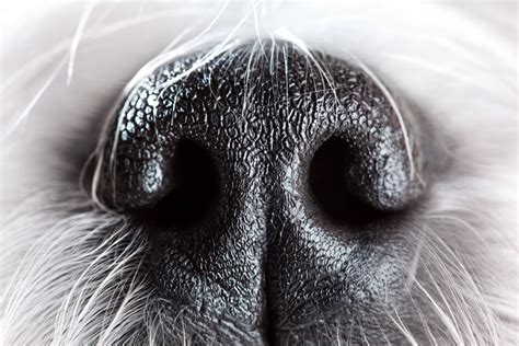 Who Nose: 21 Close-Up Photos From Across the Animal Kingdom - The ...