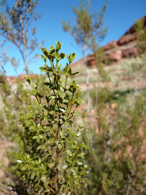 Amazing Adaptations of Utah’s Desert Plants - Wild About Utah