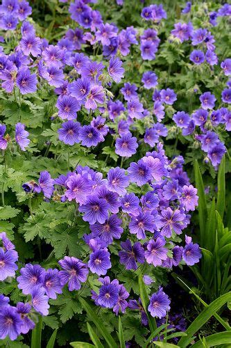 Purple geraniums | Perennial geranium, Wild geranium, Flower garden