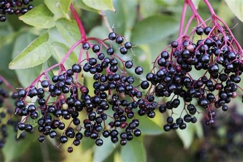 Growing Elderberry From Cuttings: Step-By-Step Instructions