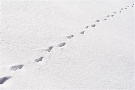 Coyote tracks in the snow — Stock Photo © PiLens #2835424