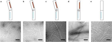 Transmission electron microscope images of DNA origami tubes under ...