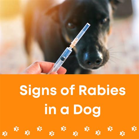 Rabies Signs In Dogs