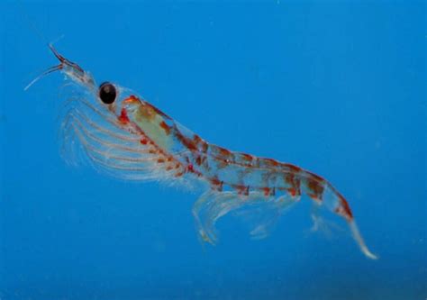 Krill: Essential Marine Life, Facts, Habitat, and Conservation