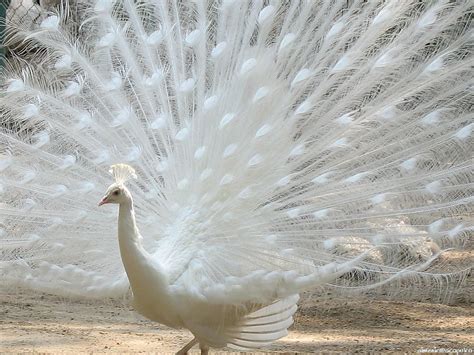 World's Most Beautiful Bird......Peacock! - XciteFun.net