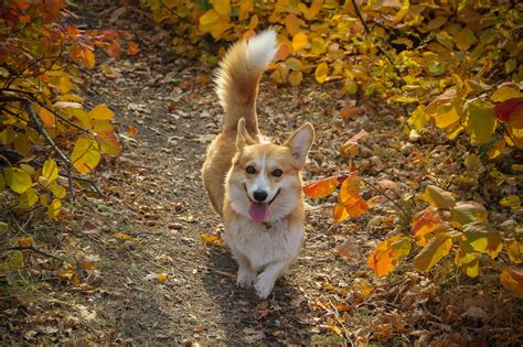 Why Do They Cut Corgi Tails