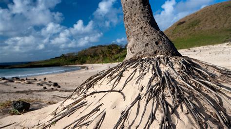 Roots Revealed: Understanding the Depth of Palm Tree Roots