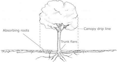 The Root of the Problem: Roots and Construction - Idaho.com