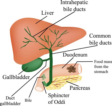 Gallbladder health - Anoushka Davy