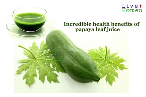 Incredible health benefits of papaya leaf juice – Live Homeo