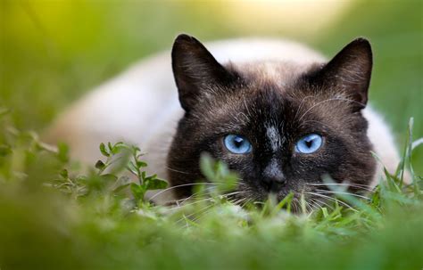 10 Cute Siamese Cat Names For Your Feline Friend | PawTracks