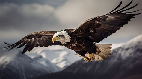 Bald Eagle Flying Wallpaper Hd