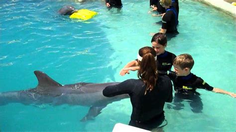 Swimming With Dolphins In Honolulu • Travel Tips