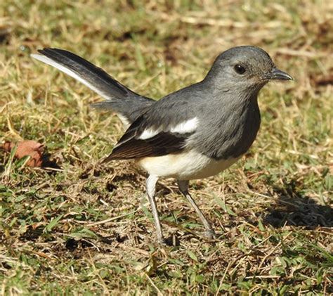 oriental Magpie Robin Female | BirdForum