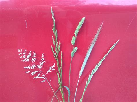 Making First Cutting Hay in Caldwell County | N.C. Cooperative Extension