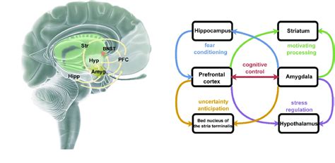 Schematic presentation of anxiety-related functional systems and brain ...