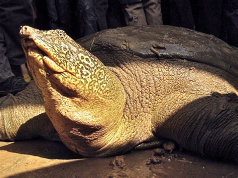 Last known female Yangtze giant softshell turtle has died, species ...