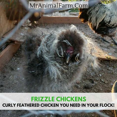 Frizzle Chickens: You NEED Some In Your Flock! | Mranimal Farm