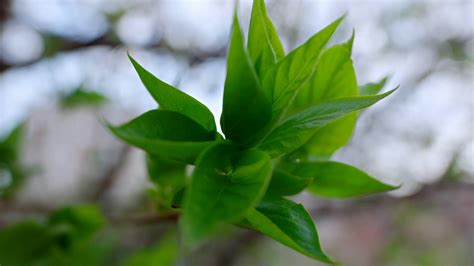 Green Leaves On Tree Branch In Spring Season Stock Footage SBV ...