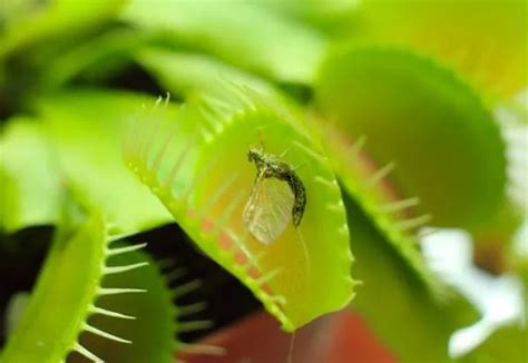 INSECTIVORE ANIMALS: What are they, Characteristics and List of Examples