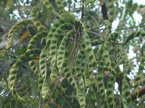 Manjati (Tamil: மஞ்சாடி) | Fabaceae (pea, or legume family) … | Flickr