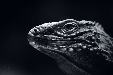 Cuban Rock Iguana BW on Behance