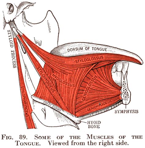 DIAGRAM :: Some of the Muscles of the Tongue | Basic anatomy and physiology, Tongue muscles ...