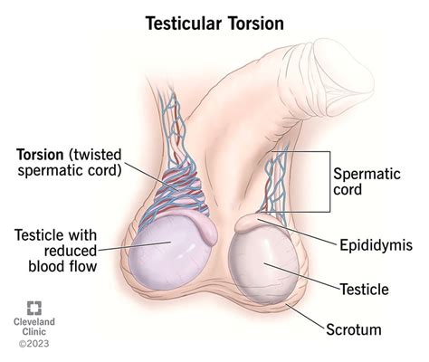 Supplements To Support Testicular Health And Fertility - drkelkarhospital