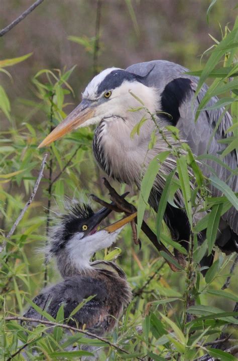 Young Blue Heron Growing Fast in The Villages - Villages-News.com