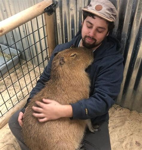 17 Photos Proving That One Capybara Is Sweeter Than 100 Puppies Combined / Bright Side