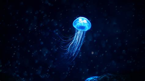 Download Blue Glowing Jellyfish Animal Jellyfish 4k Ultra HD Wallpaper by Jérémy Hervier