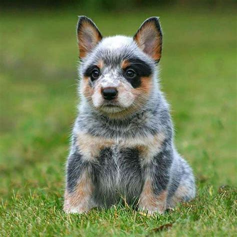 Newborn Blue Heeler Puppies - aspca kills animals