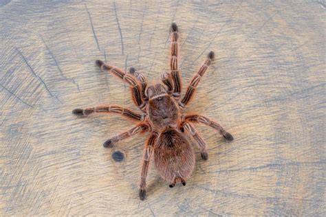 Chilean Rose Tarantula - A-Z Animals