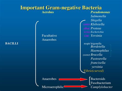 Image Result For Gram Negative Bacteria Classification Gram Negative | My XXX Hot Girl