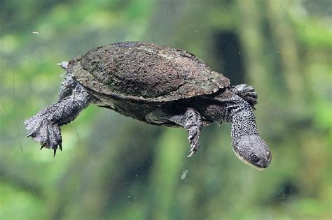 Eastern long-necked turtles: Meet them at Zoo Leipzig!