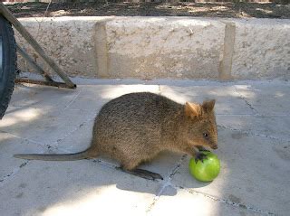 Swedish Chef Dave: Perth for Easter and Quokka Soccer