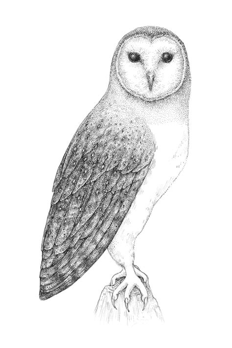 How to Draw an Owl with Pen and Ink