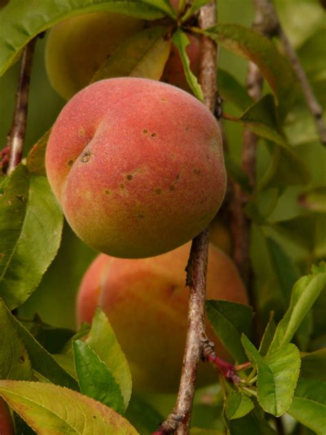 Free Images : apple, branch, fruit, flower, ripe, food, produce, juicy, eat, apricot, shrub ...