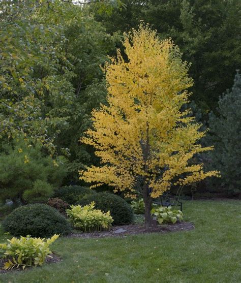 KATSURA TREE Cercidiphyllum Japonicum 25 SEEDS FREE S&H Other Plants, Seeds & Bulbs Plants ...