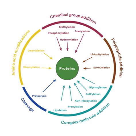 PTM Analysis – Allumiqs