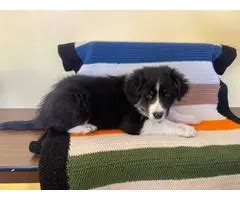 5 beautiful Border Aussie puppies in Sioux Falls - Puppies for Sale Near Me