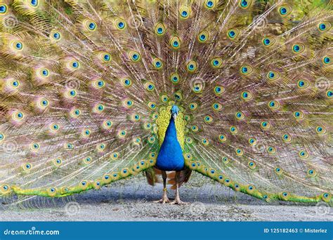 Peacock displaying plumage stock image. Image of colourful - 125182463