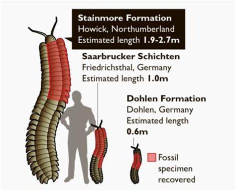 47 best Arthropleura images on Pholder | Naturewasmetal ...