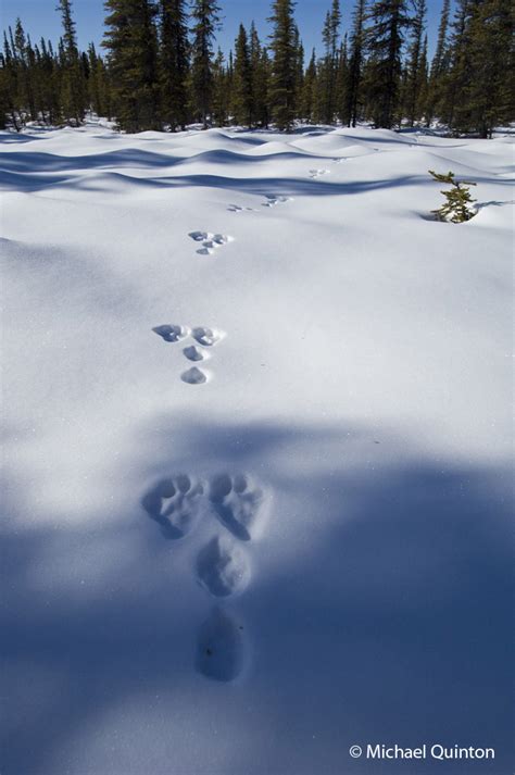Snowshoe Hare Tracks