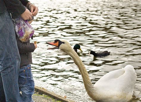 Swan feeding | Drew | Flickr