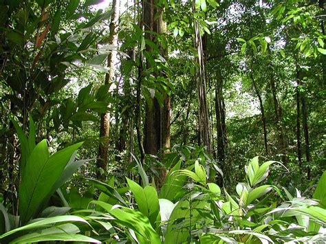 Many Means: Amazon Rainforest "Lungs of our Planet"