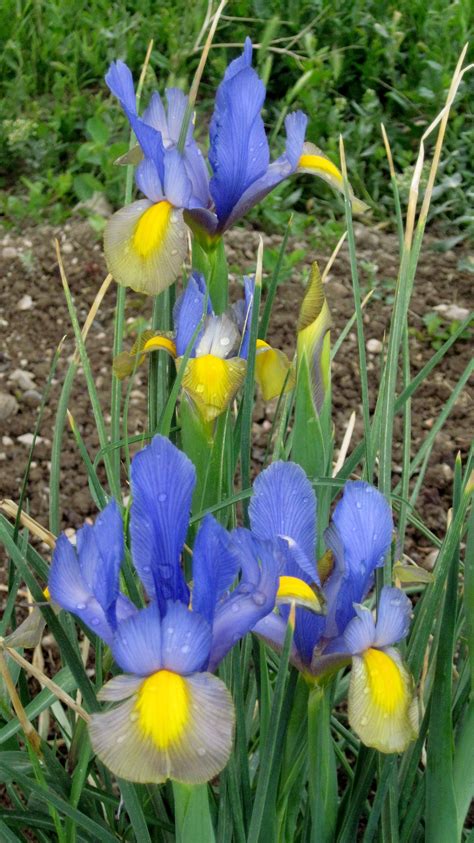 Dwarf Iris | Dwarf iris, Iris, Flowers