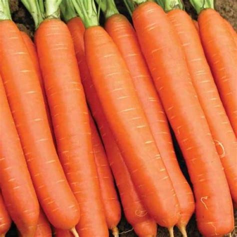 Organic Nantes Carrot Seeds - Natural Seed Bank