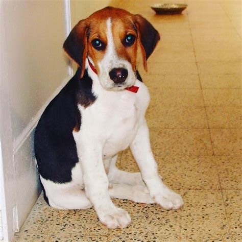 English Foxhound Puppies Behavior and Characteristics in Different Months Until One Year