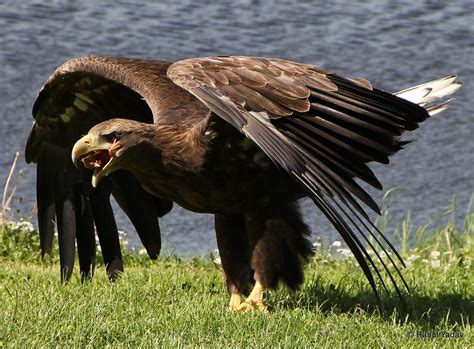 White tailed Sea Eagle - Its Scandinavian's largest bird of prey ...